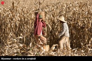 Myanmar---workers-in-a-cornfield